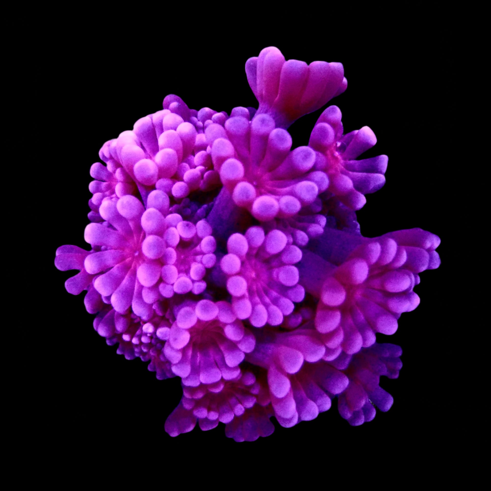Red Alveopora frag