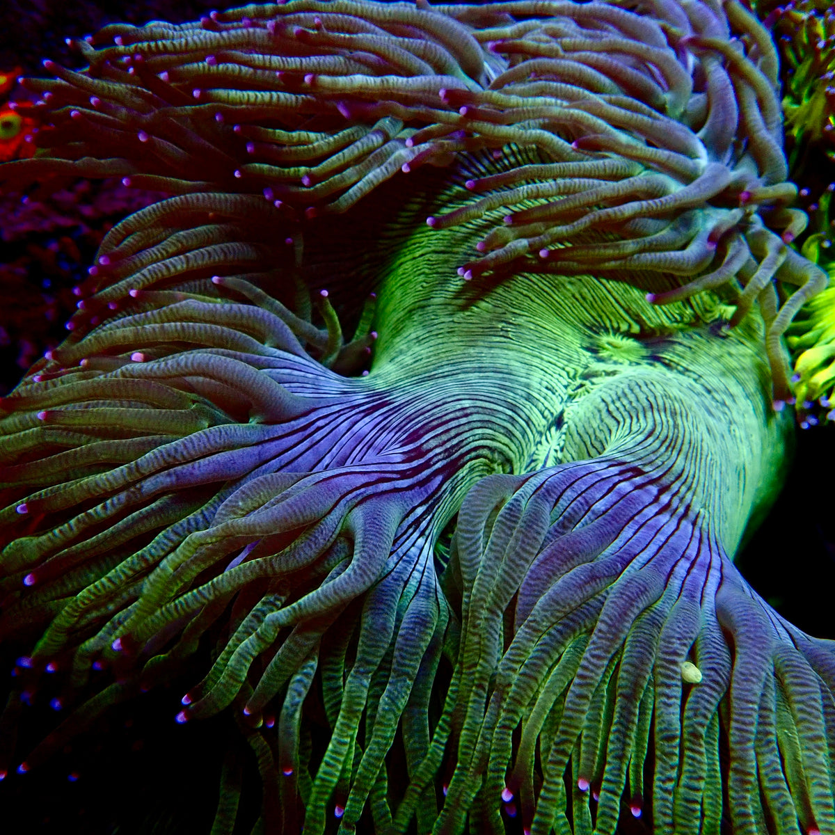 Elegance Coral