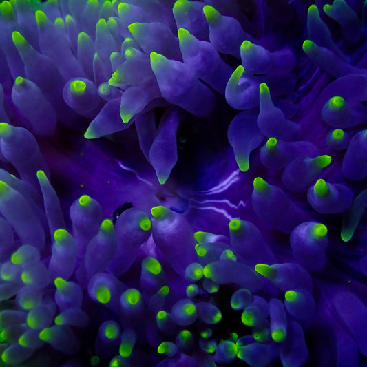 Neon Tip Anemone