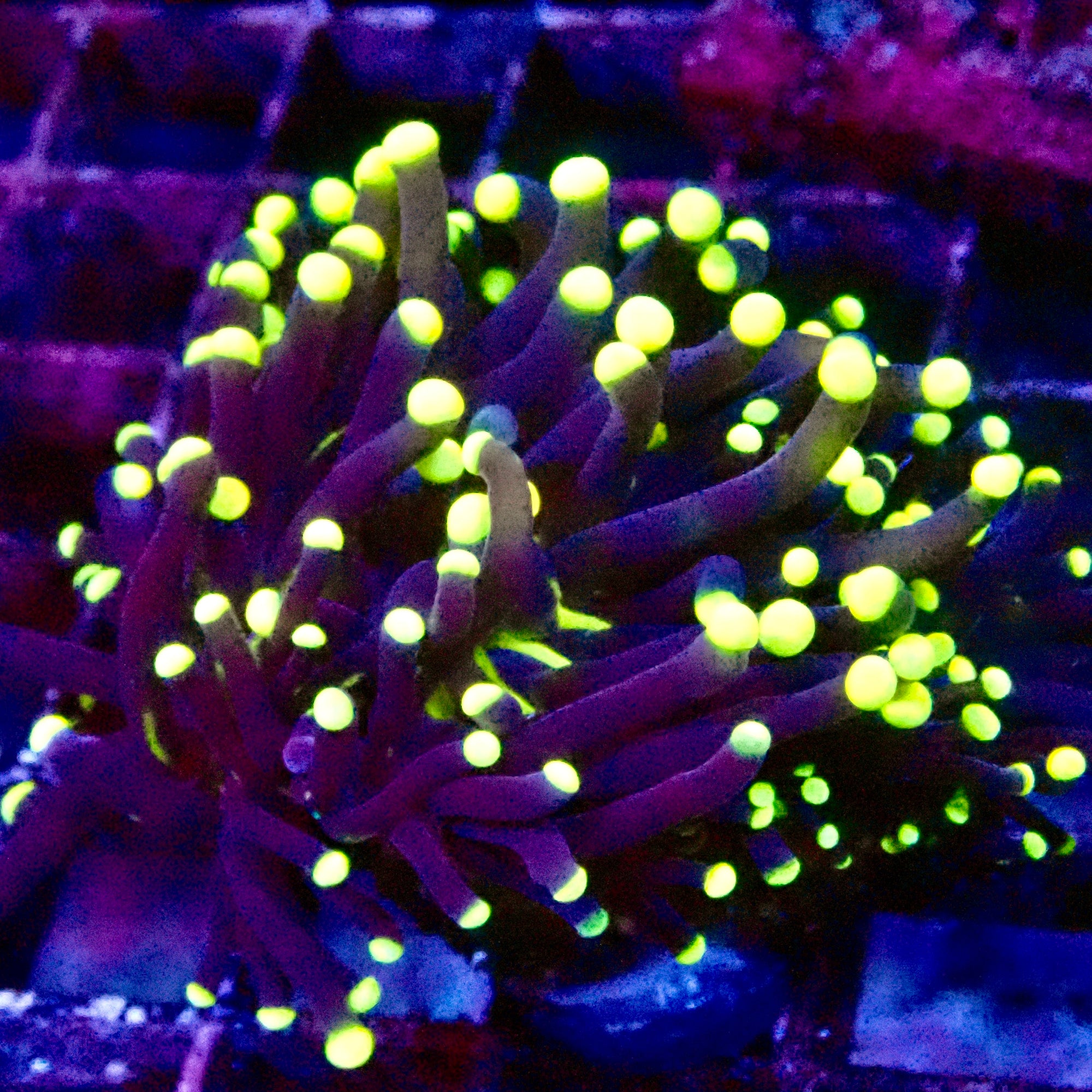 RS Medusa Blue Steam Yellow Tip Torch (Par ete)