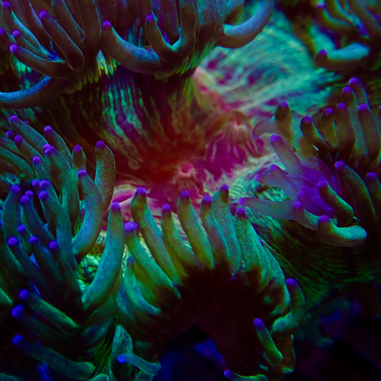 Red Mouth Elegance Coral # 2