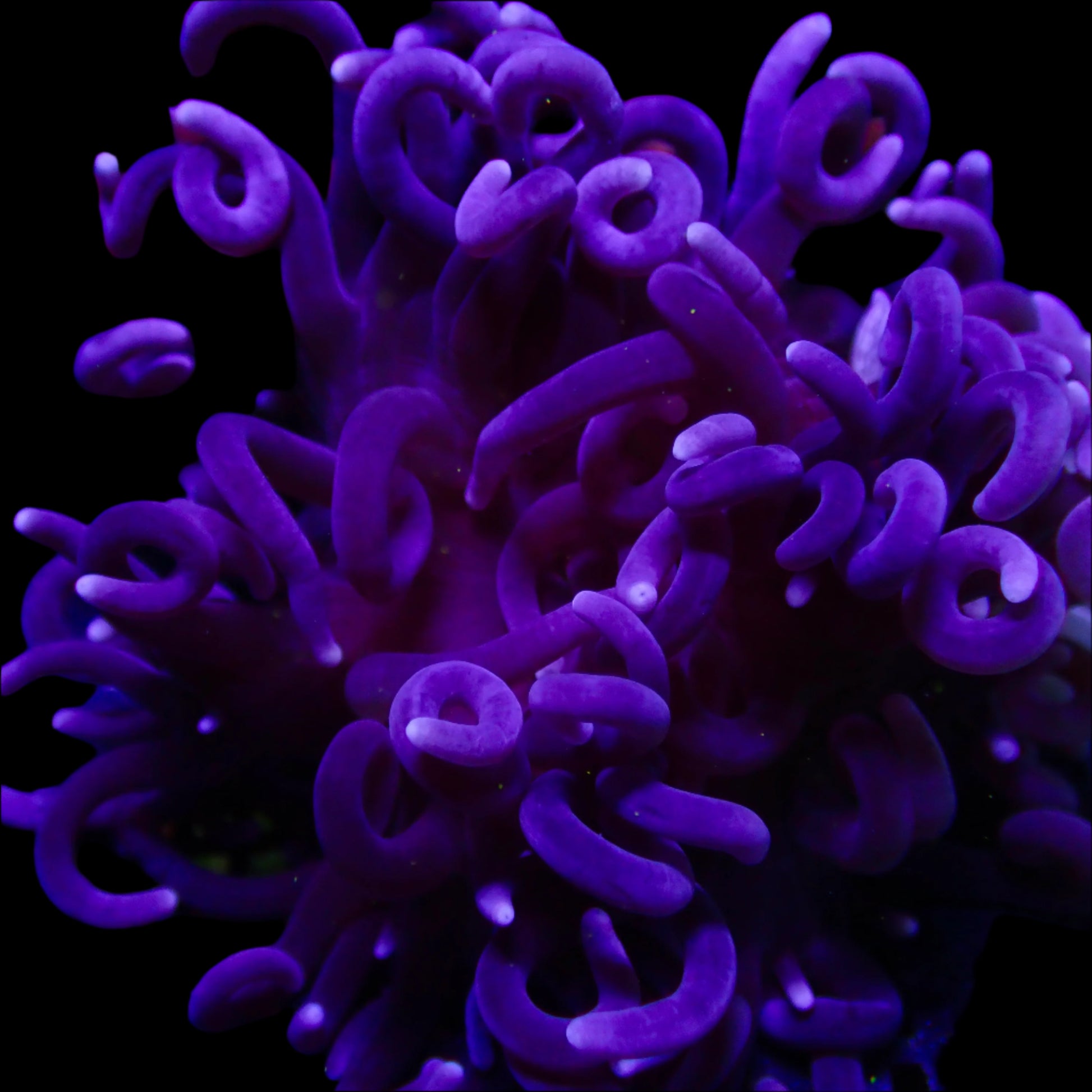 Long Tentacle Anemone, Purple (Macrodactyla doreensis)