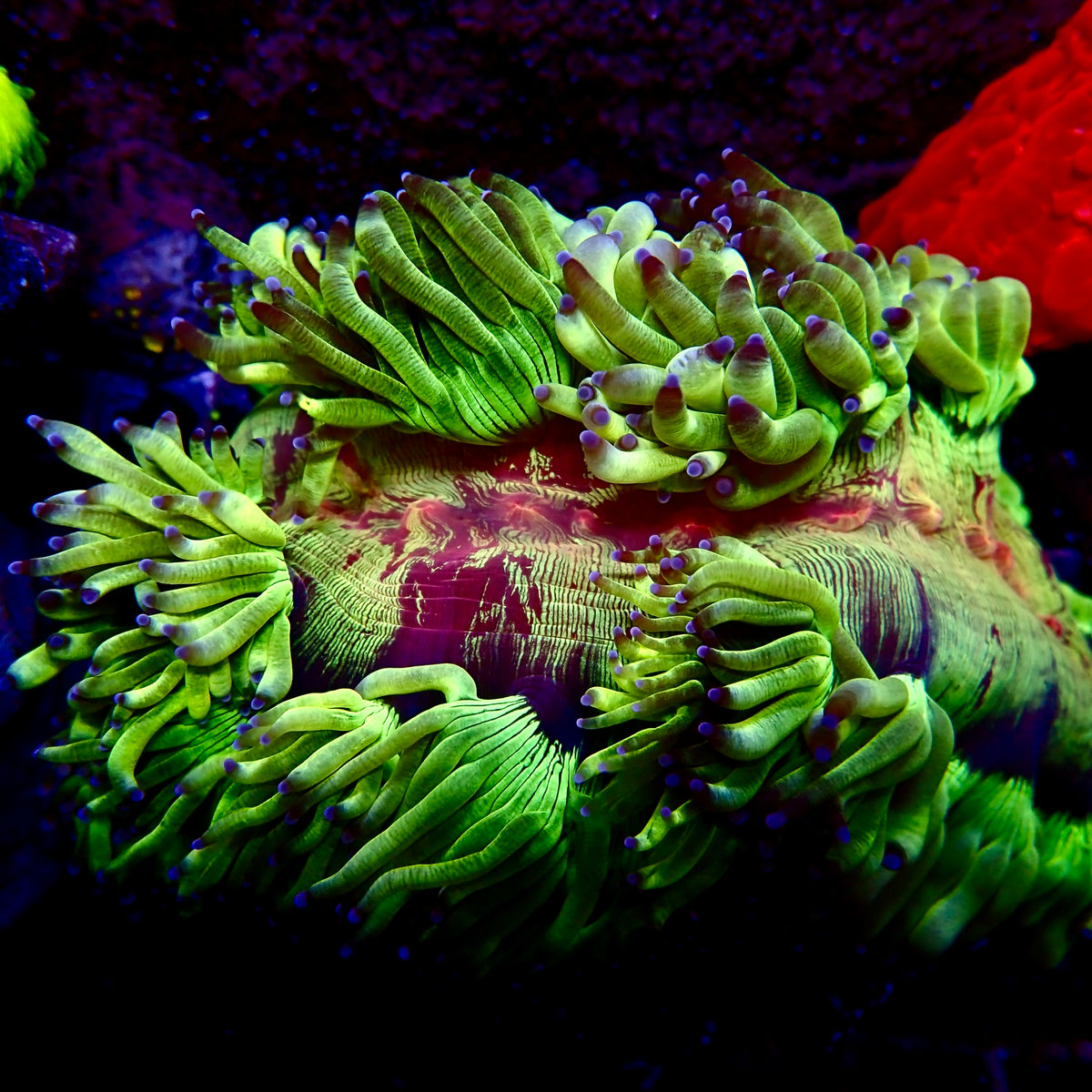 Elegance Red Mouth Coral