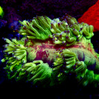 Elegance Red Mouth Coral