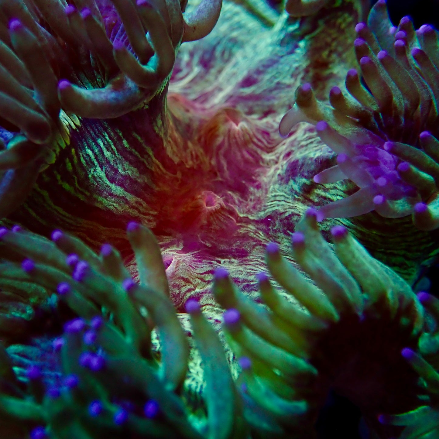 Red Mouth Elegance Coral # 2
