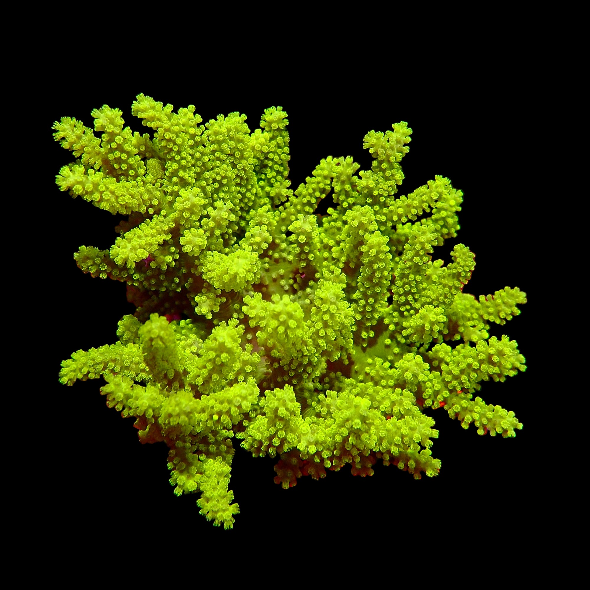 Australian Neon Kenya Tree