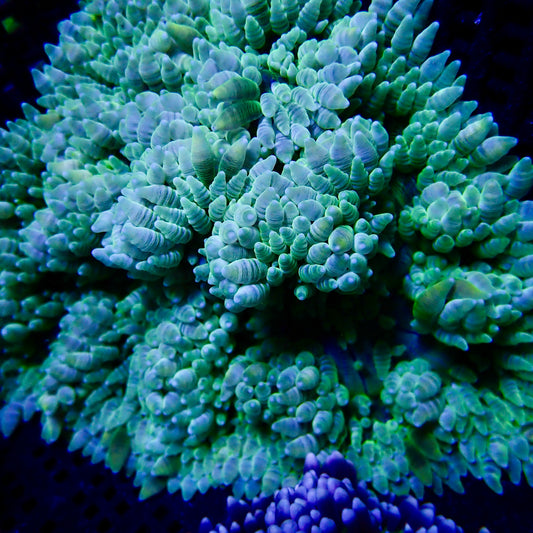 White Beaded Anemone (heteractis aurora)