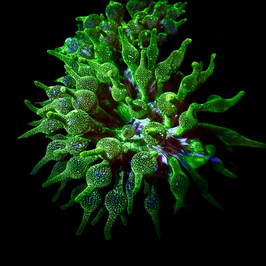 Acid Splatter Bubble Tip Anemone