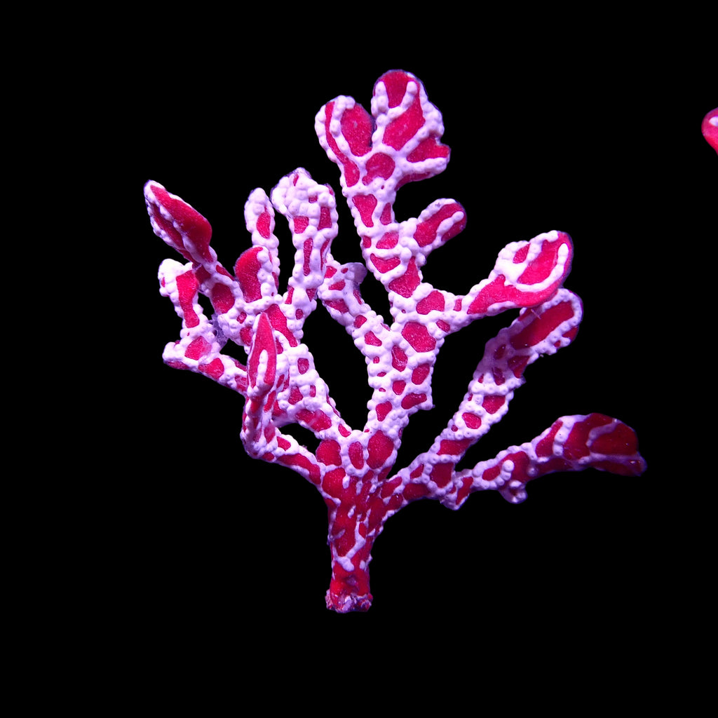 Spider Sponge - Trikentrion Flabelliforme