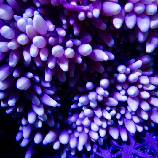 Purple Bubble Tip anemone