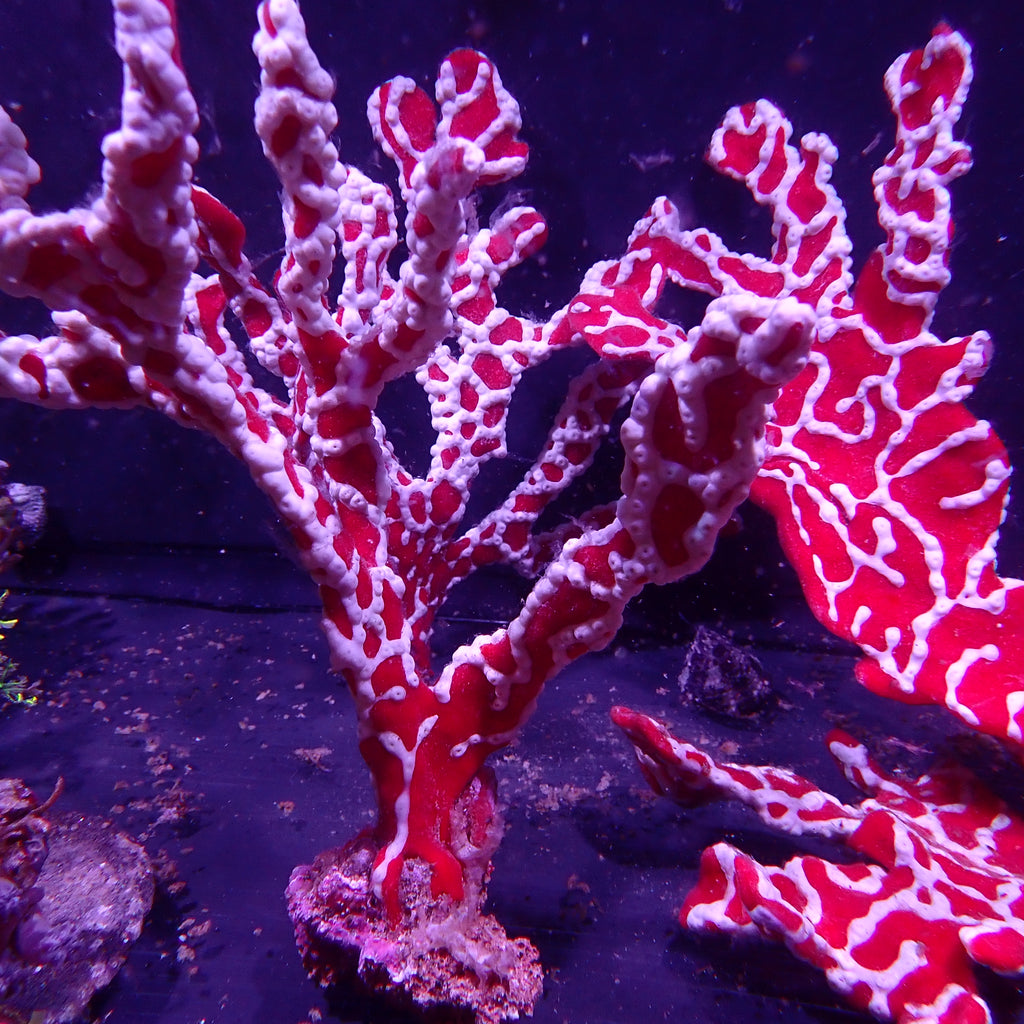 Spider Sponge - Trikentrion Flabelliforme