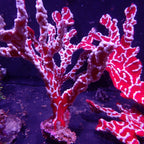 Spider Sponge - Trikentrion Flabelliforme