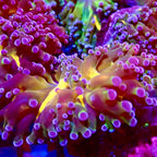 Octospawn Banana vendu par tete