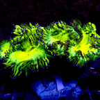 Elegance Coral Neon
