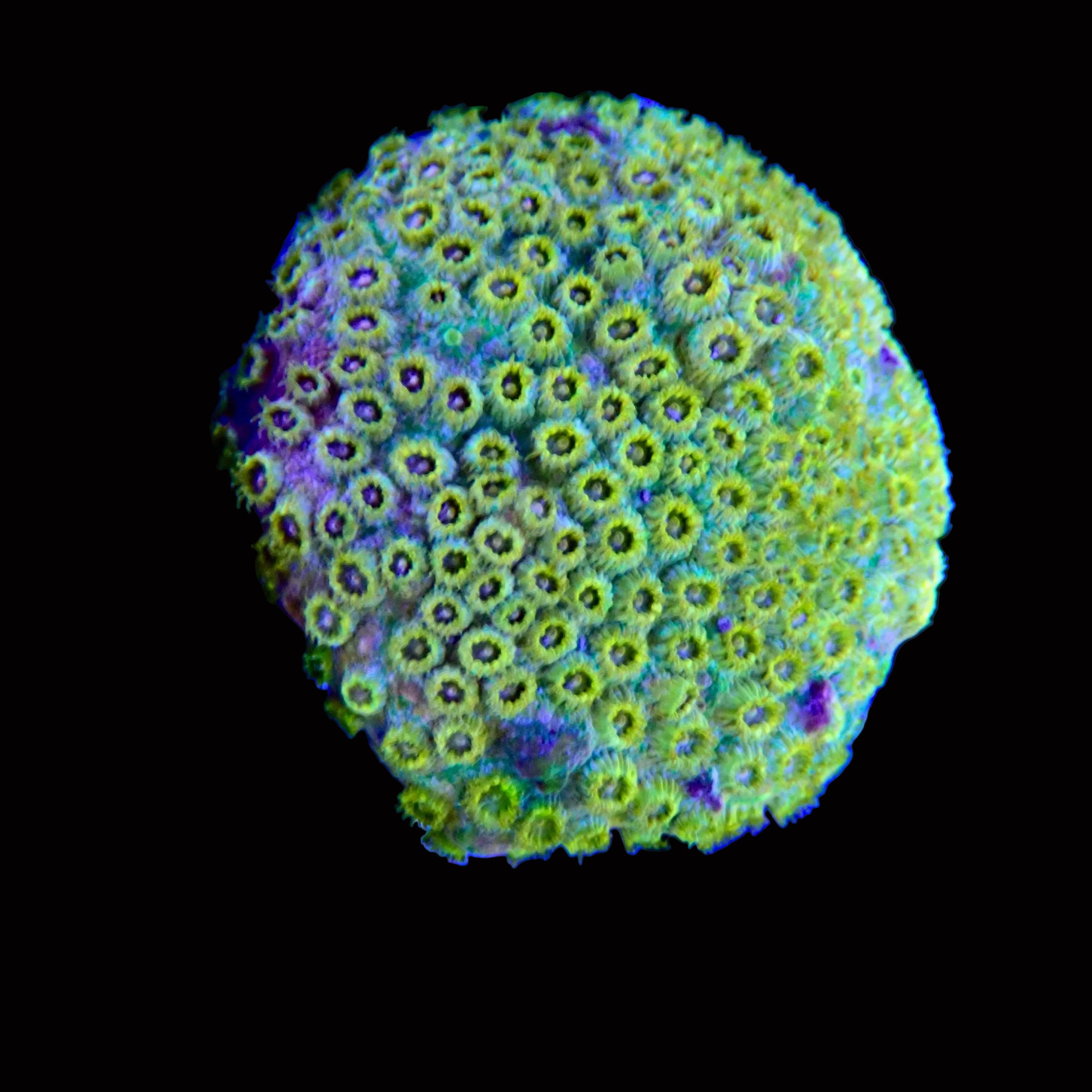 Leptastrea
