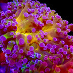 Octospawn Banana vendu par tete