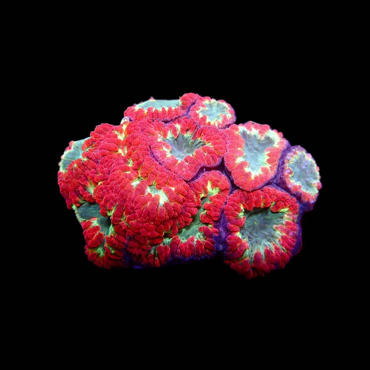 Blastomussa Wellsi Colony