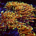Ultra Torch Gold - Corail Euphyllia Premium