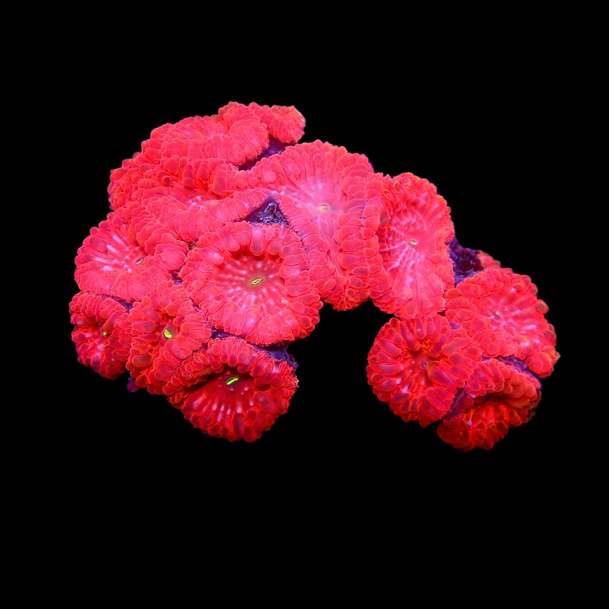 Blastomussa Wellsi Colony