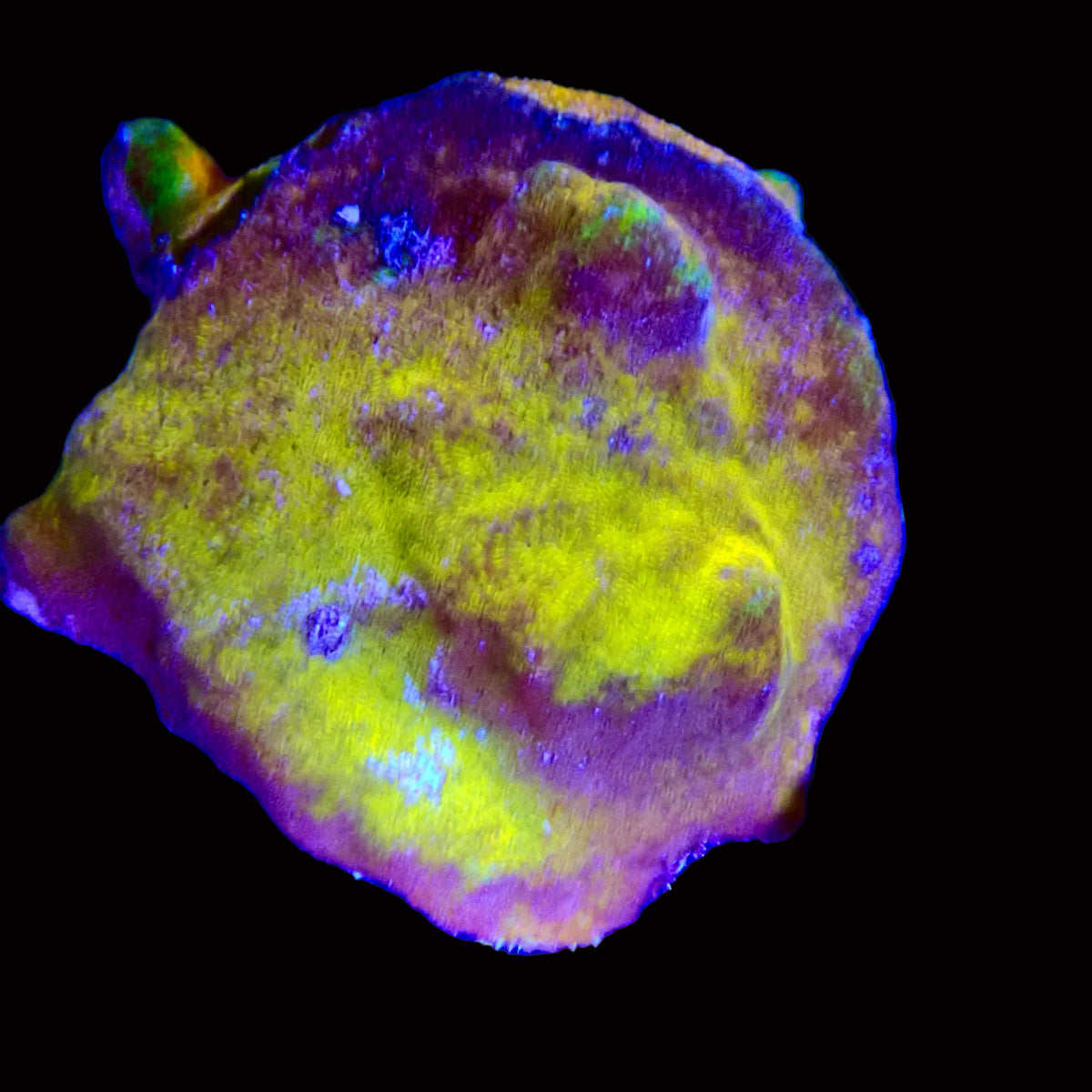 Yellow Rusty  Pavona frag