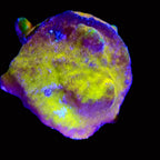 Yellow Rusty Pavona frag