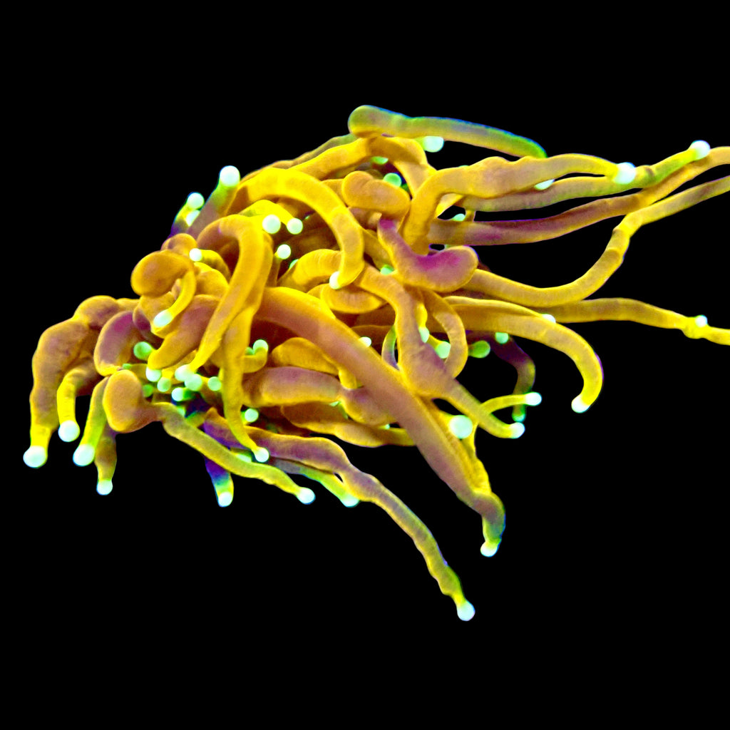 RS Hellfire Torch A GRADE