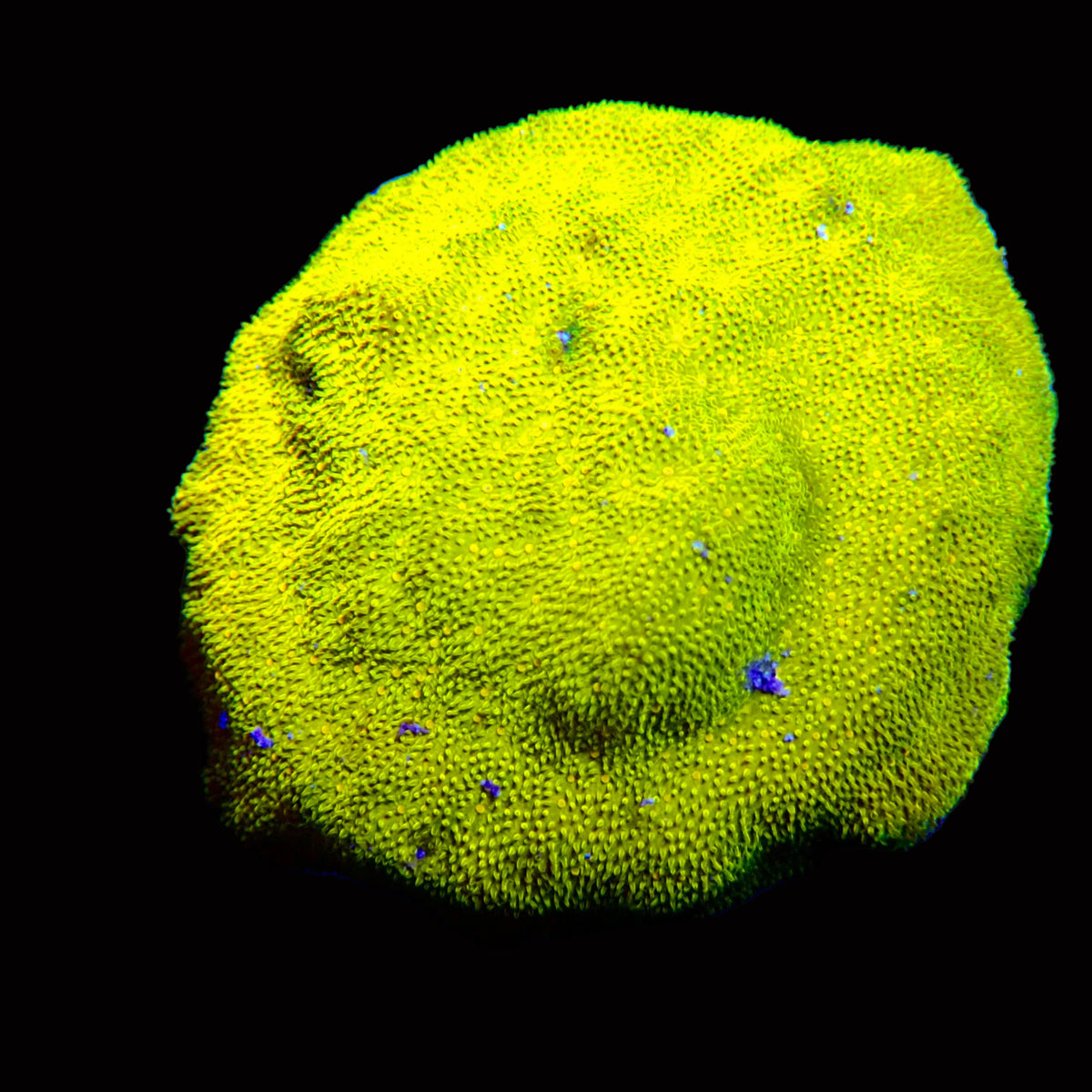 Yellow Rusty  Pavona frag