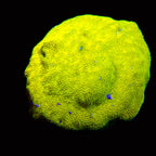 Yellow Rusty Pavona frag