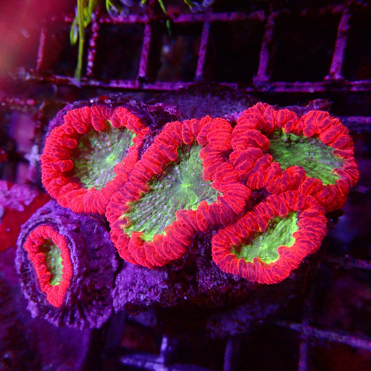 Blastomussa Wellsi Colony