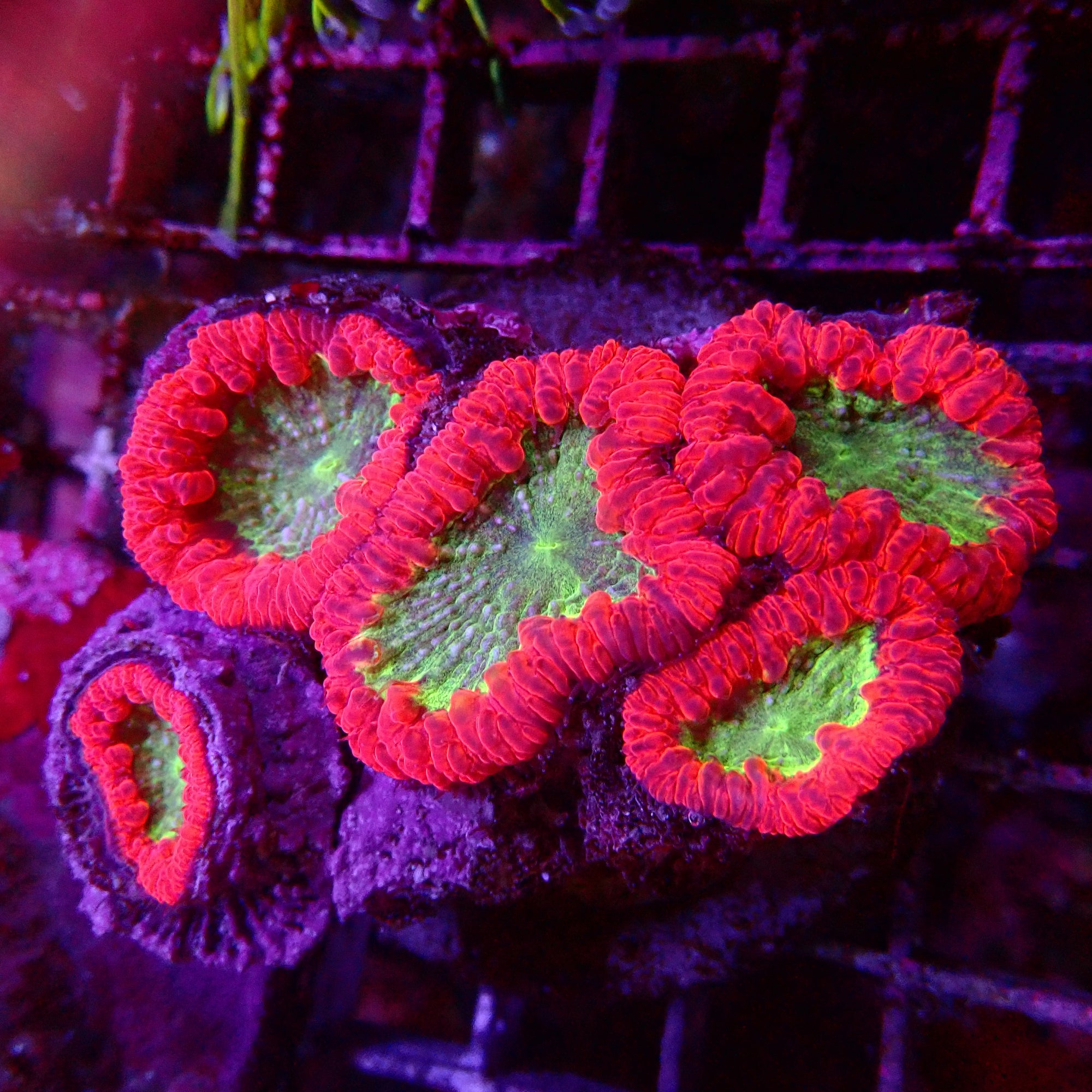 Blastomussa Wellsi Colony