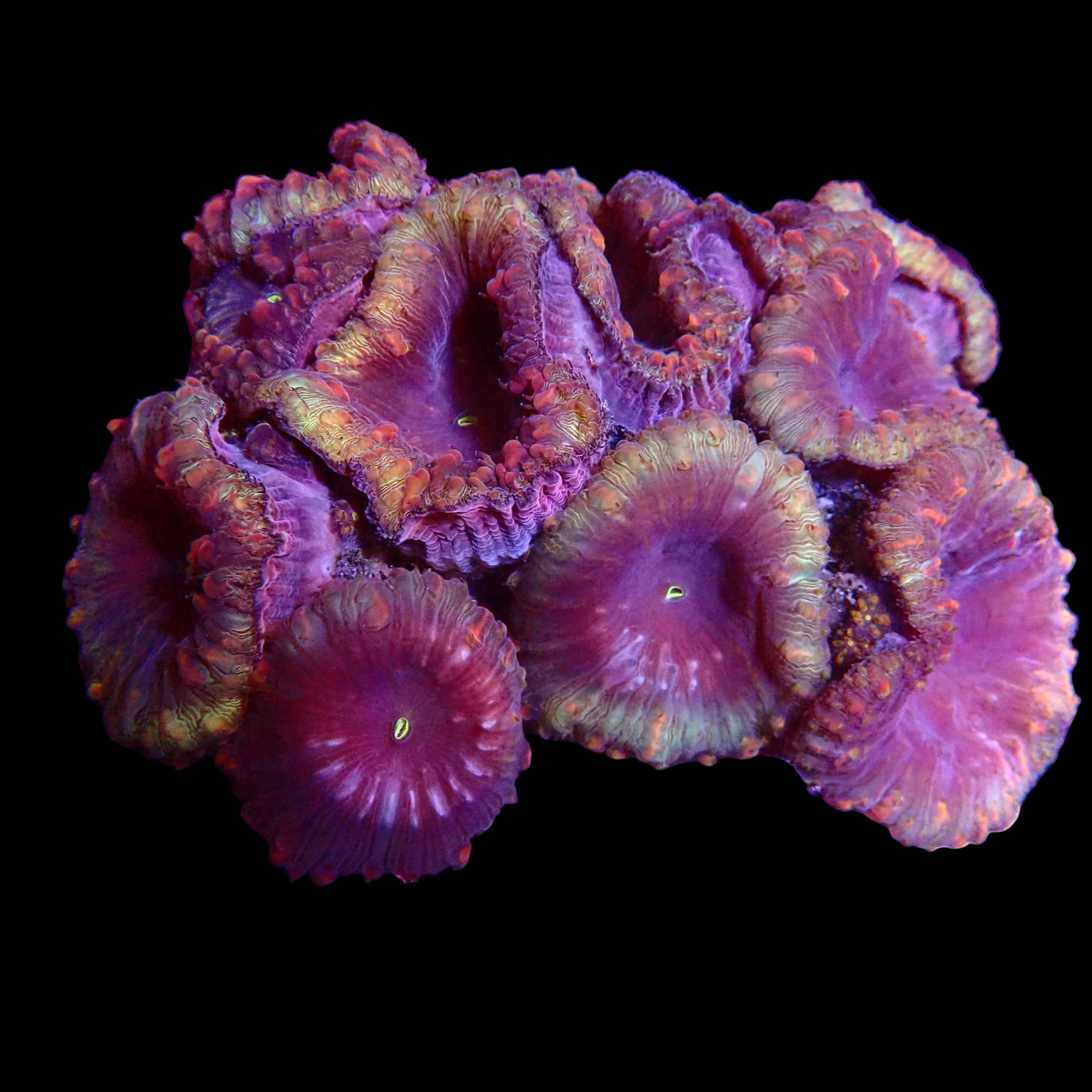 Blastomussa Wellsi Colony