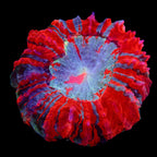 Doughnut Coral - Multi