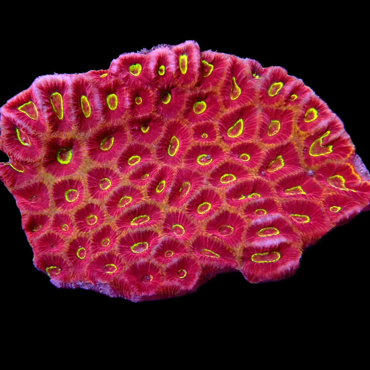 Colonie de Favite Premium