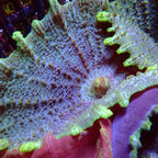 Discosoma neglecta ( Umbrella Mushroom )