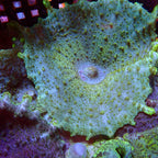 Discosoma neglecta ( Umbrella Mushroom )