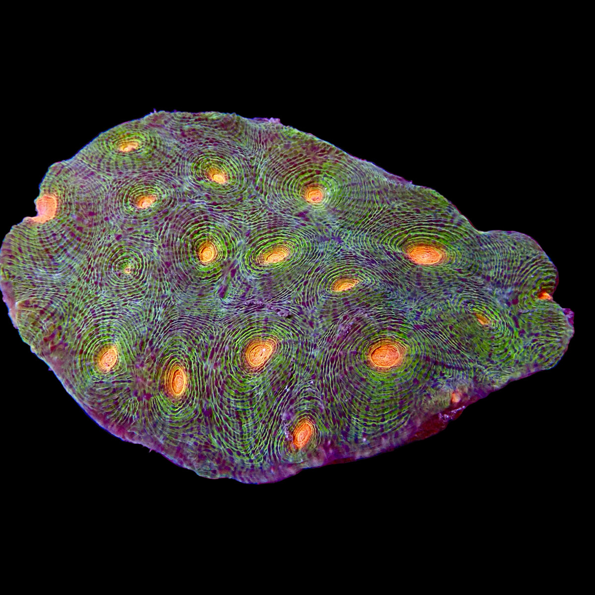 Acanthastrea echinata corail LPS avec polypes vert orange et centres dorés