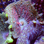 Discosoma neglecta ( Umbrella Mushroom )