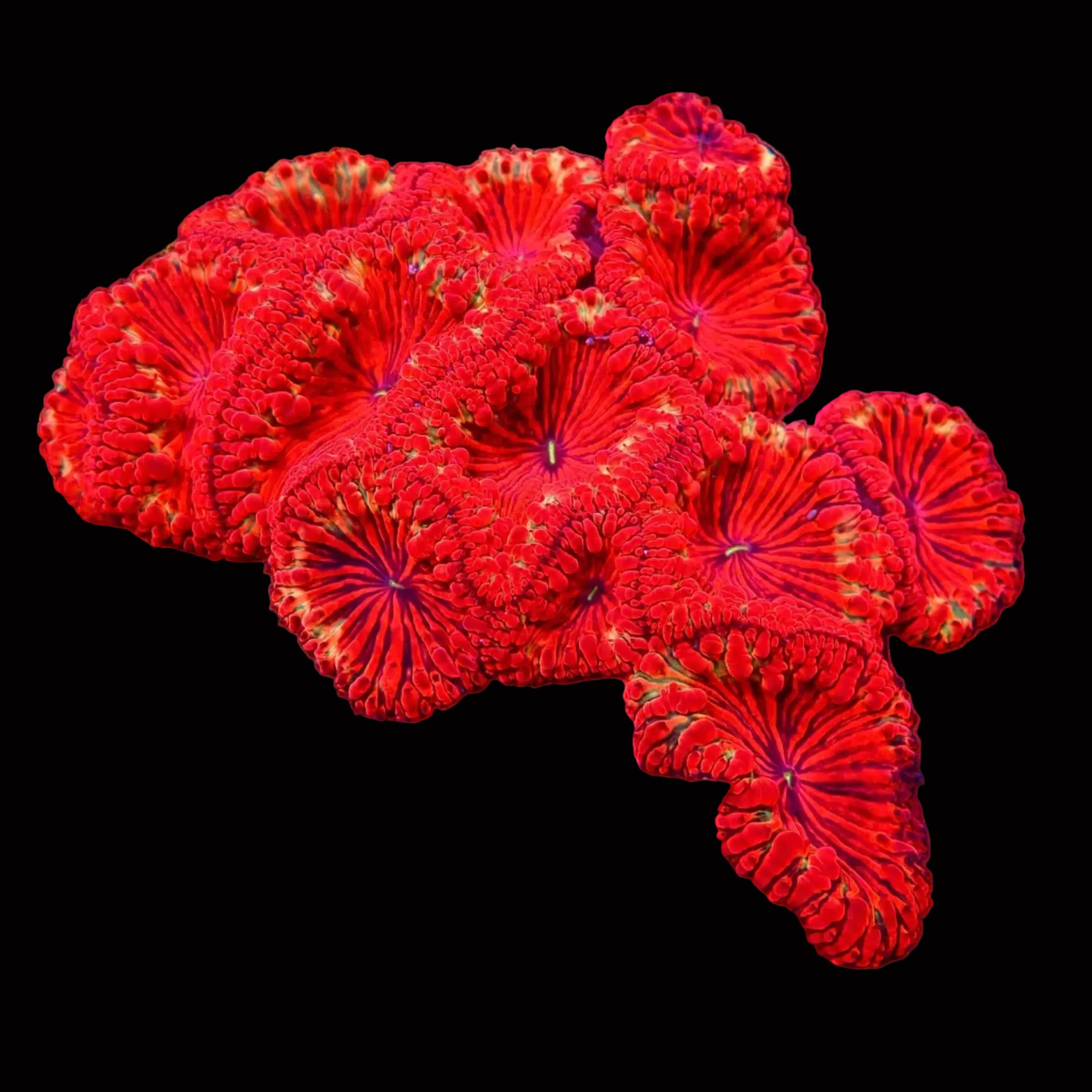 Red Sea Reef Energy Plus AB+ (500ml) - Complete Coral Nutrition