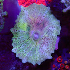 Discosoma neglecta ( Umbrella Mushroom )