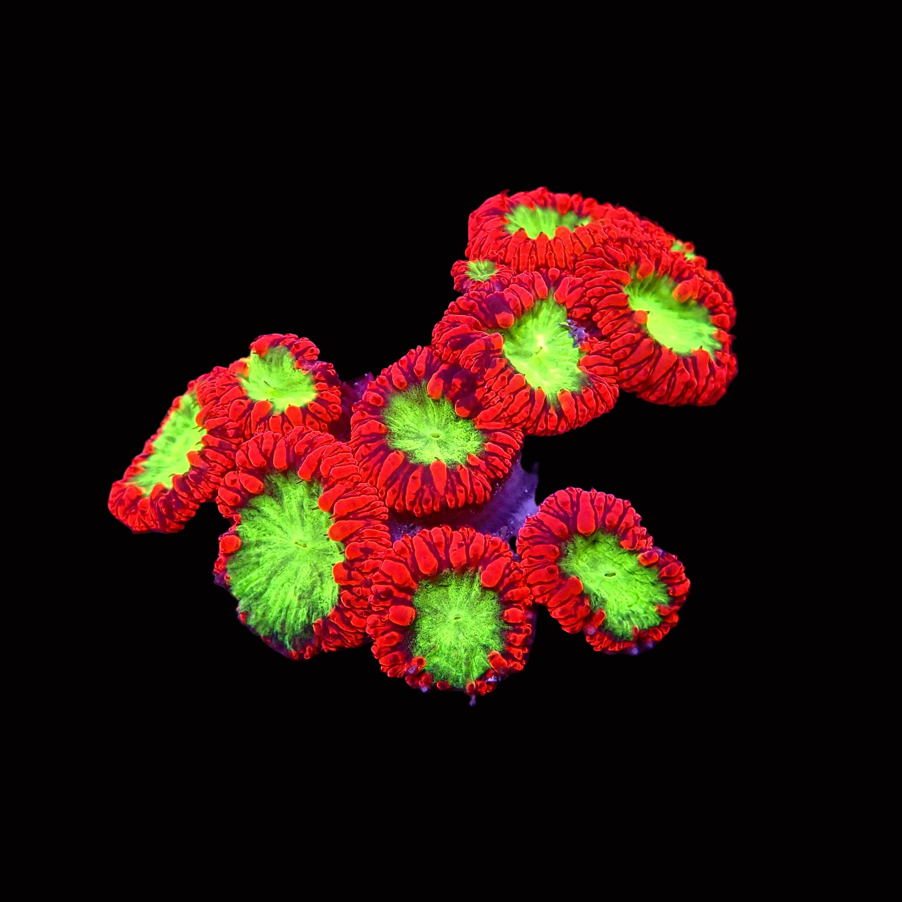 AquaForest Reef Salt 22 kg – Synthetic Salt for Reef Aquariums