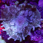 Discosoma neglecta ( Umbrella Mushroom )