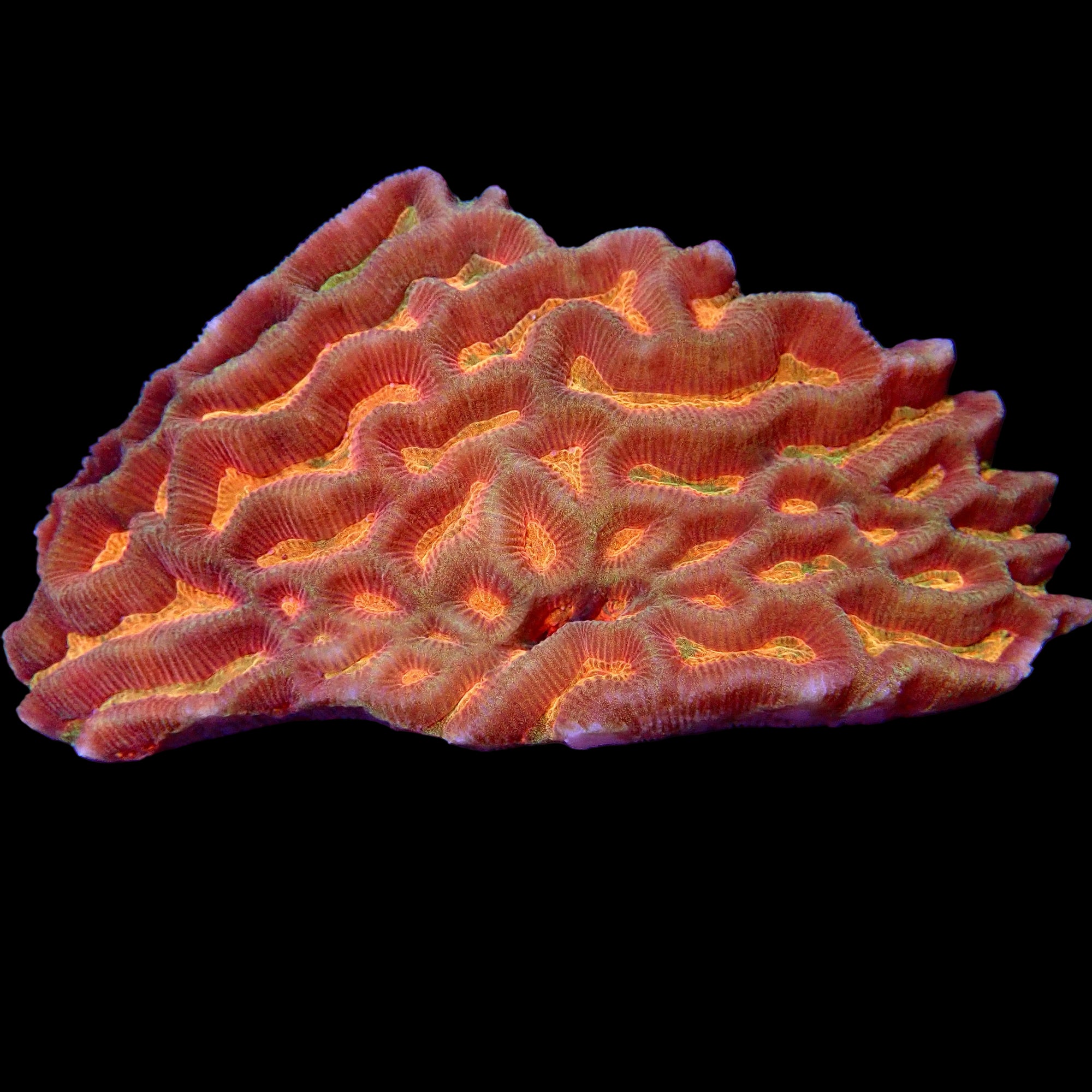 Platygyra sp. Ultra Aussie Maze Brain Coral