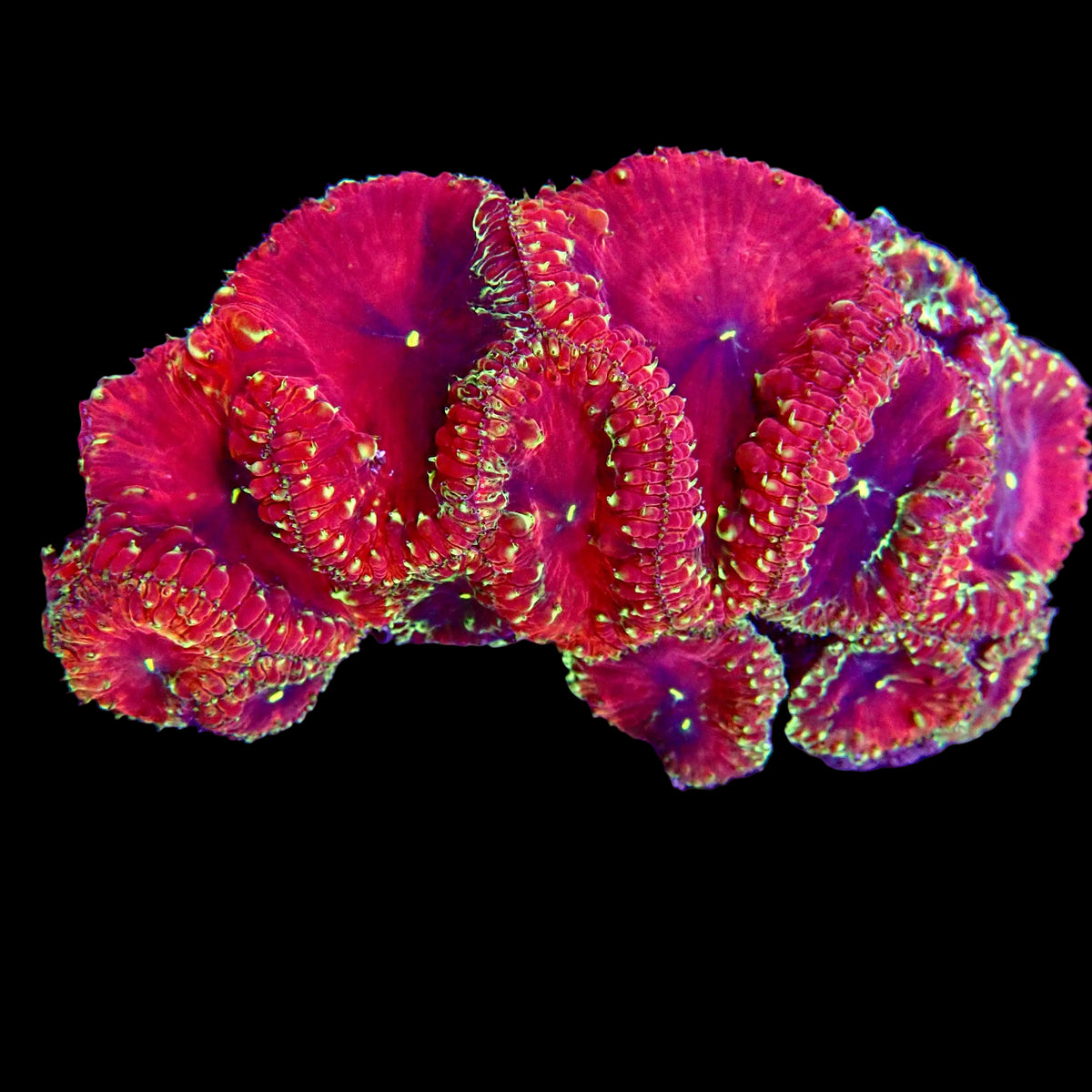 RS Strawberry Blastomussa Coral