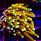 RS Medusa Golden Poppy Torch par tete