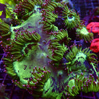 Elegance Coral