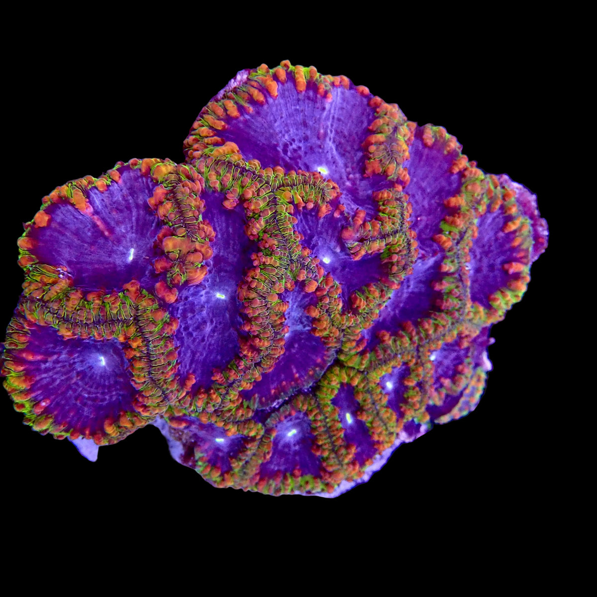 RS Nebula Crown Blastomussa