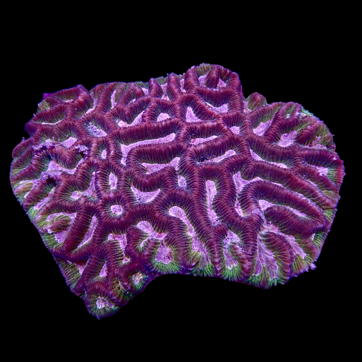 Platygyra sp. Ultra Aussie Maze Brain Coral