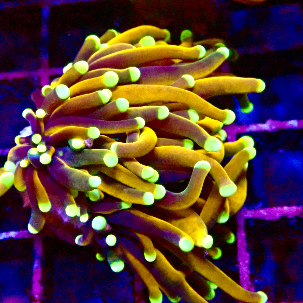 Medusa Golden Poppy Torch