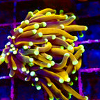 RS Medusa Golden Poppy Torch par tete