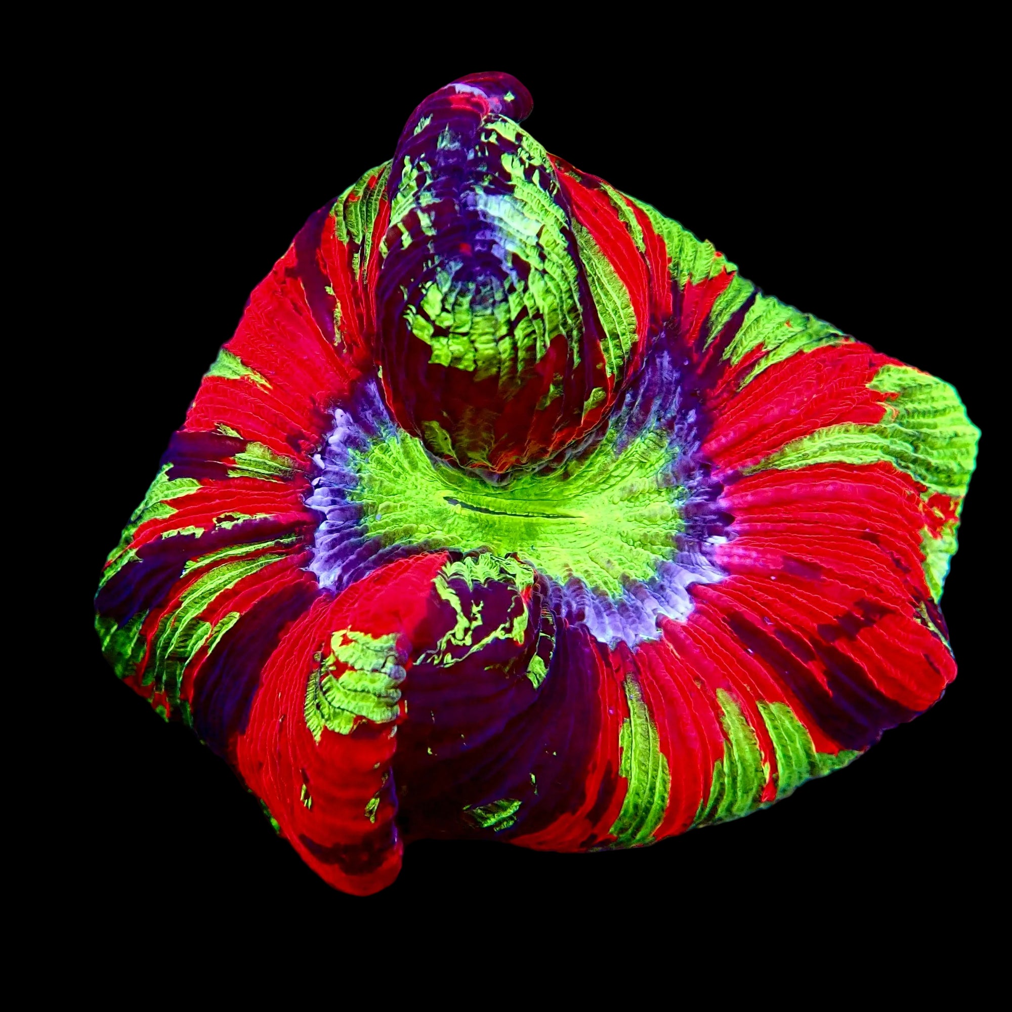 Trachyphyllia Multicolor